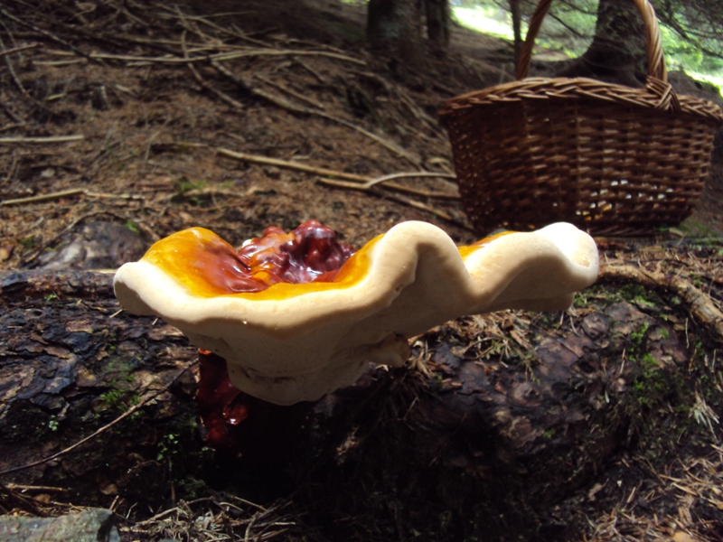 Il mio primo Ganoderma valesiacum!